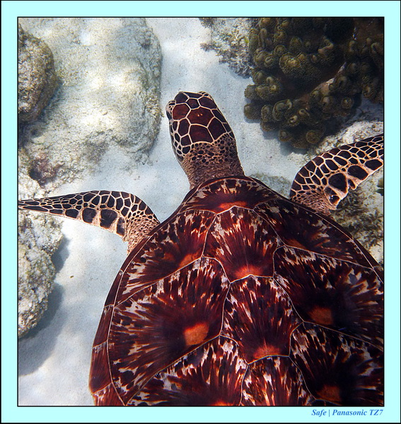 2012 - 07 - Apoh Island 77